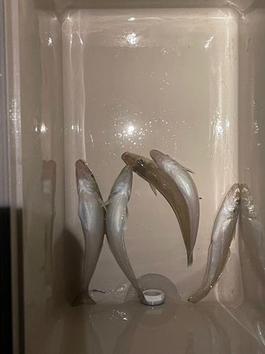 シロギスの釣果