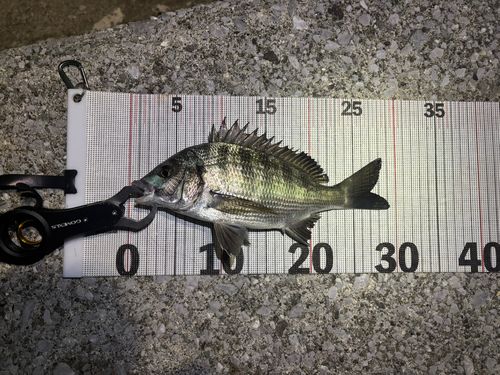 チヌの釣果