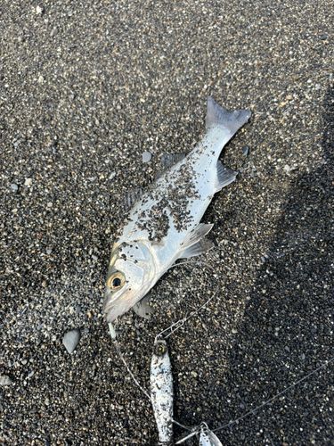 セイゴ（ヒラスズキ）の釣果
