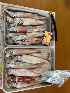 マイカの釣果