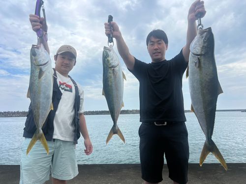 ヒラマサの釣果