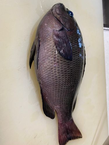 グレの釣果