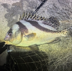 コショウダイの釣果
