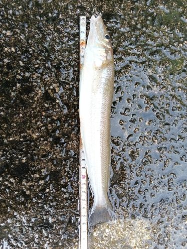 キスの釣果
