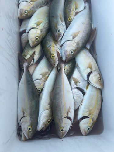 カンパチの釣果