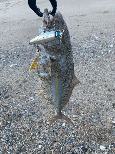 ショゴの釣果