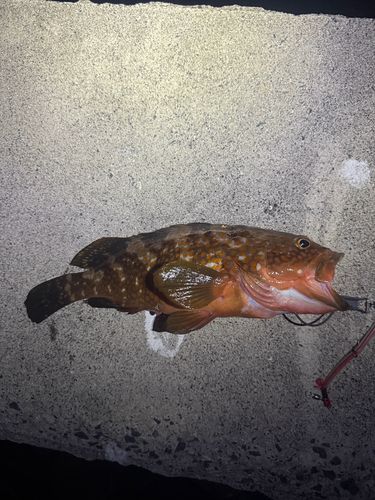 キジハタの釣果