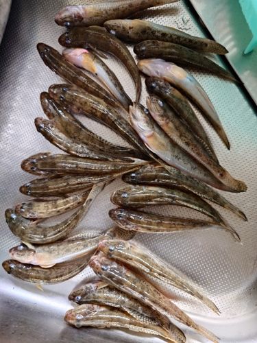マハゼの釣果