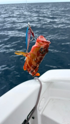 アカハタの釣果