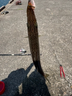 カマスの釣果