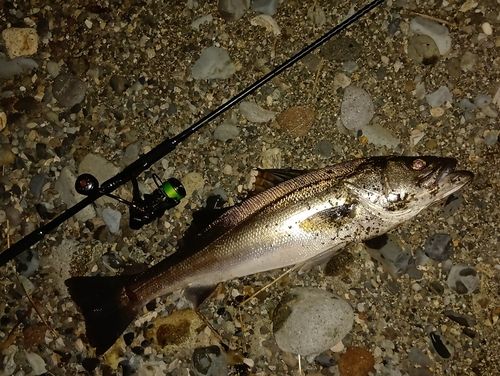 スズキの釣果