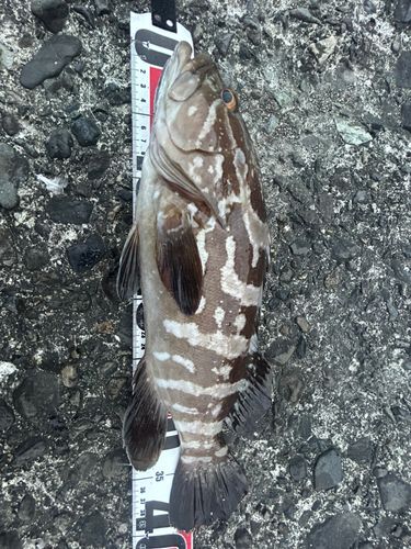 クエの釣果
