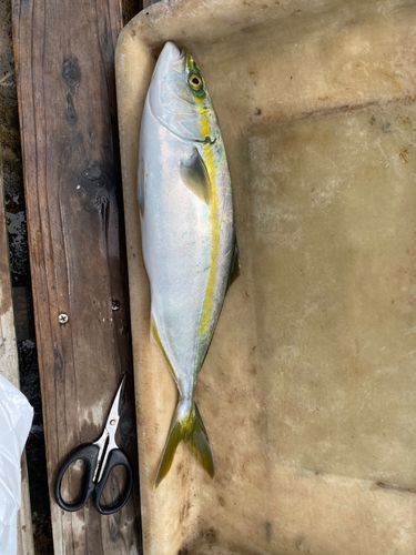 イナダの釣果