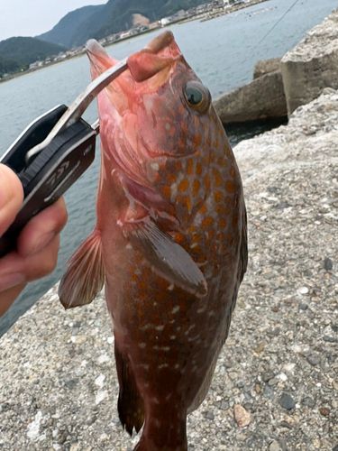 キジハタの釣果