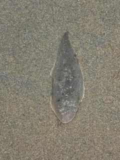 カレイの釣果