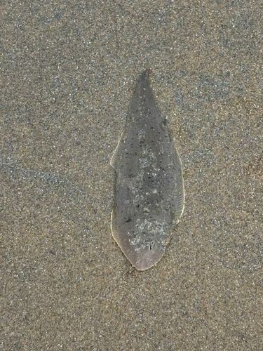 カレイの釣果