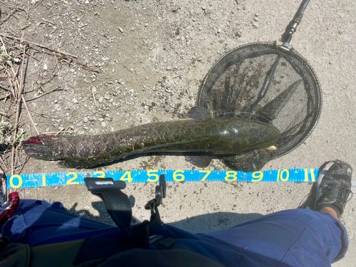 ライギョの釣果