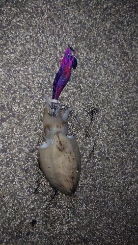 コウイカの釣果