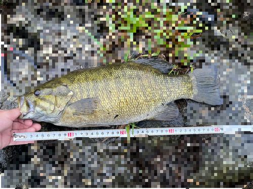 スモールマウスバスの釣果