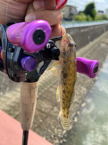 マハゼの釣果