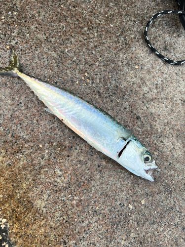 サバの釣果