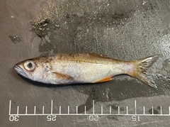 クロムツの釣果