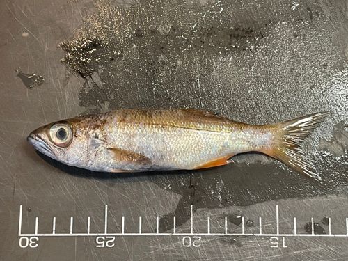 クロムツの釣果