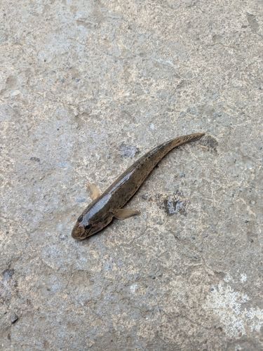 ハゼの釣果