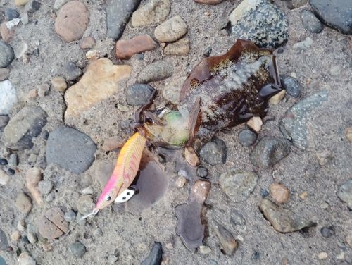 釣果