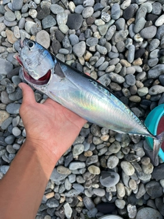 ソウダガツオの釣果