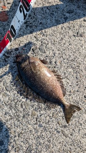 アイゴの釣果