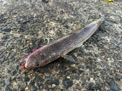 エソの釣果