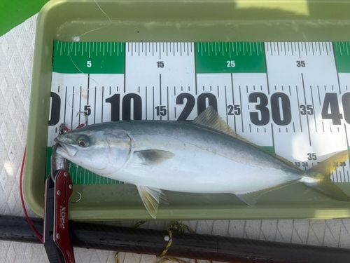 イナダの釣果