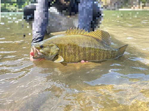 スモールマウスバスの釣果