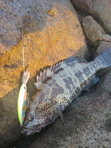 オオモンハタの釣果