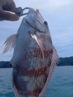 タイの釣果