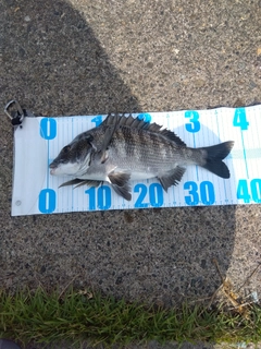 チヌの釣果