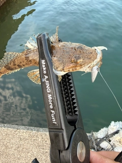 ワニゴチの釣果