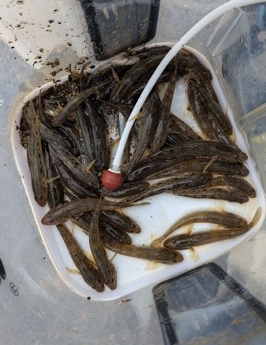 ハゼの釣果