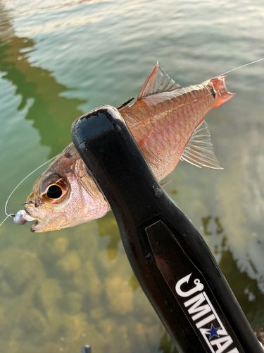 ネンブツダイの釣果