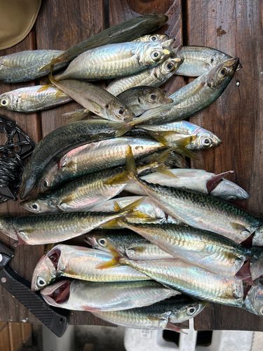 サバの釣果
