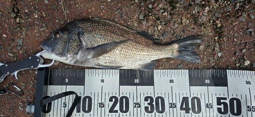 チヌの釣果