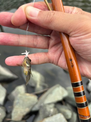 マハゼの釣果