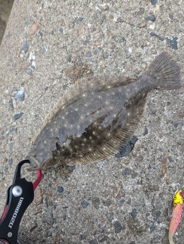 ソゲの釣果