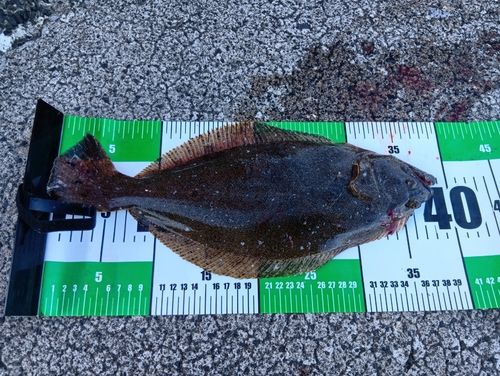 ソゲの釣果