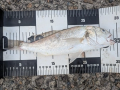 イシモチの釣果