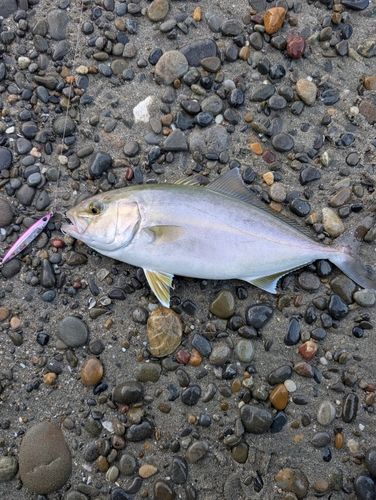 カンパチの釣果