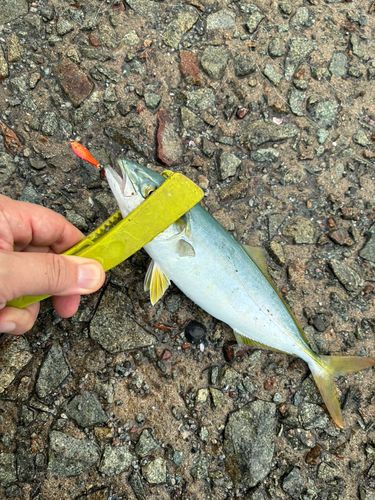 ツバスの釣果
