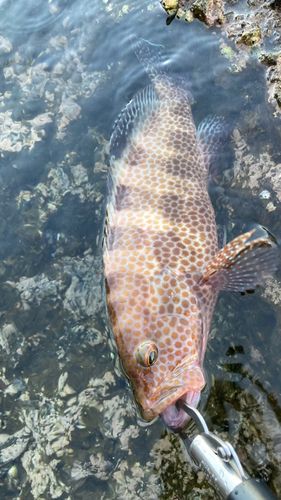 オオモンハタの釣果