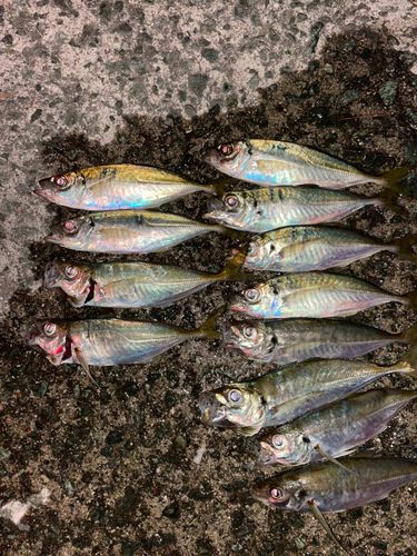 アジの釣果